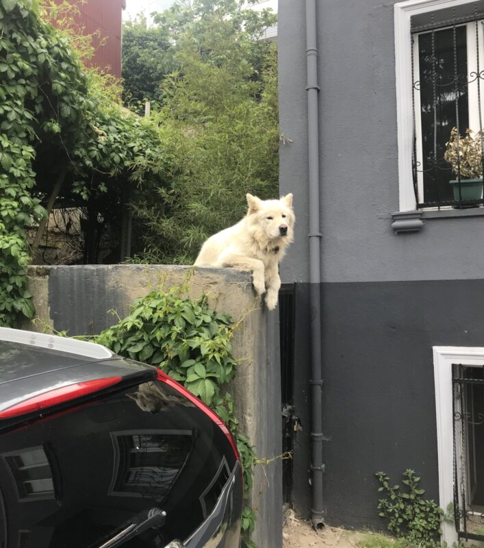 Kuzguncuk’un meşhur köpeği Rocky