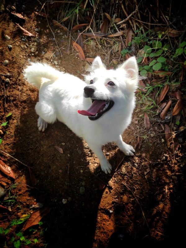 Tonya finosu fiyatları