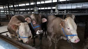 Bitlis Geneli Kurban Fiyatları 2025